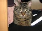 Kater vermisst seit dem 06. 02. 2022 in Bergkamen