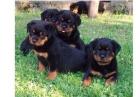 Wunderschöne reinrassige Rottweilerwelpen
