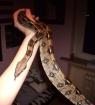 Boa Constrictor Imperator zu verkaufen 1. 0 männlich 2 1/2 Jahre ca. 1 10m