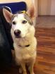 Husky - Malamut Weibchen 10 Monate Alt